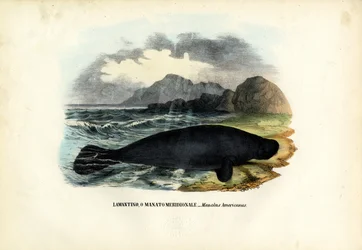Vestindiske Manatee, 1863-79